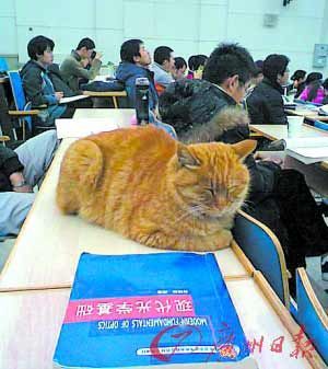 图集:北大"学术校猫"走红网络 最爱教室"蹭课"