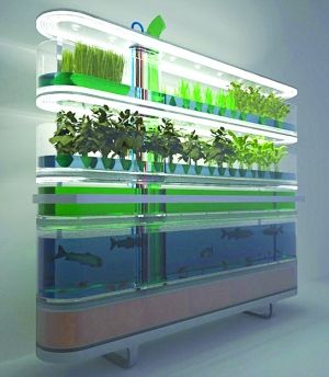 未来厨房什么样? 有“菜田”有“鱼塘”(图)