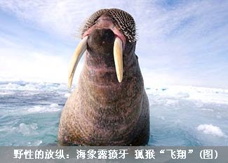 野性的放纵:海象露獠牙