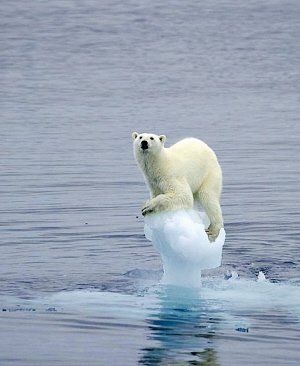 十大怪招拯救全球变暖:格陵兰岛盖毯子