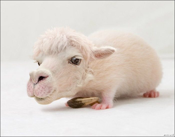 科学幻想无疆界:PS预测未来世界的诡异动物_动物世界_科技_腾讯网