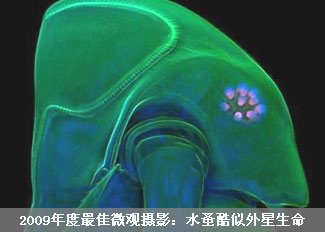水蚤酷似外星生命