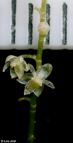 科学家发现世上最小兰花 花瓣直径仅2.1毫米