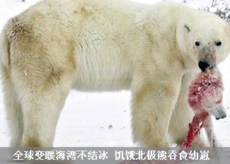 饥饿北极熊吞食幼崽