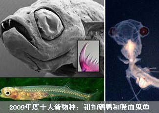 2009年度十大新物种