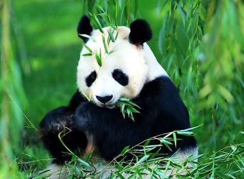 基因组图谱显示:大熊猫原本是肉食性动物_动物