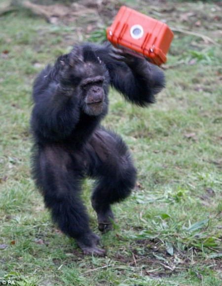 世界首部由黑猩猩摄制的电影问世(组图)