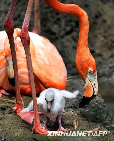 哥伦比亚卡利八年来首只粉红色火烈鸟降生
