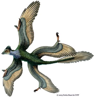 十大统治地球的有羽恐龙:北票龙和中国鸟龙
