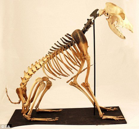 科学家发现史上随舰漂泊的最早猎犬骸骨(图)