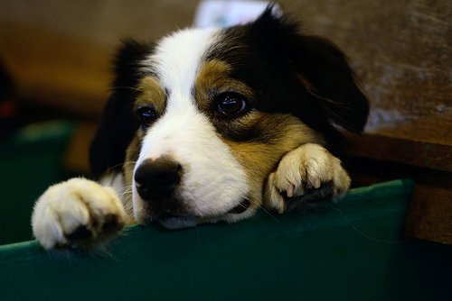 英国克鲁弗兹狗展开幕 28000只名犬争奇斗艳