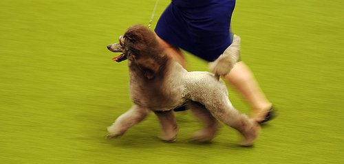英国克鲁弗兹狗展开幕 28000只名犬争奇斗艳