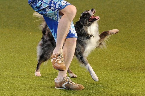 英国克鲁弗兹狗展开幕 28000只名犬争奇斗艳