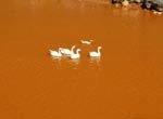 贵州河流污染变“红河”