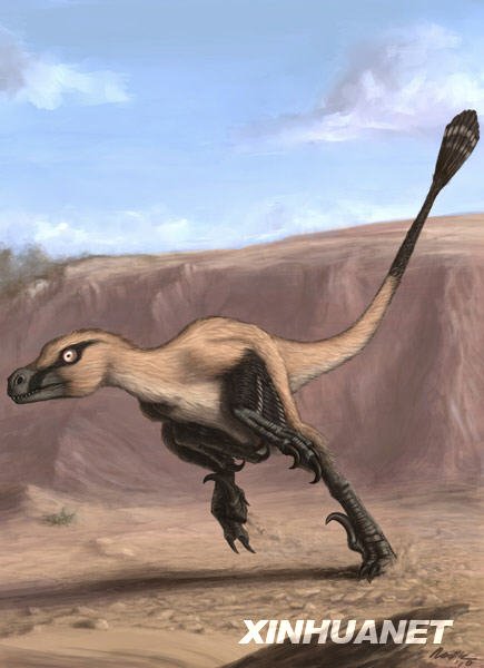 我国科学家在内蒙古发现驰龙类新属种(组图)