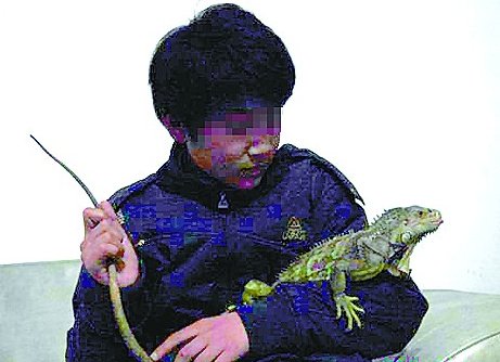 90后网上开店售蜥蜴等爬虫 稀有品种价值百万
