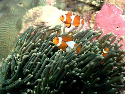 全球珊瑚礁正在加速消亡 将带来生态灾难(图)