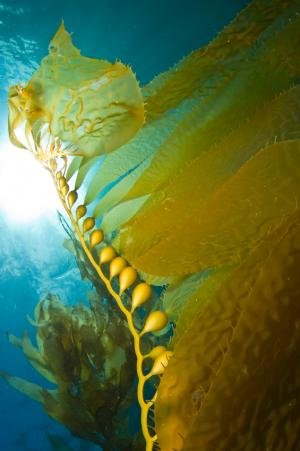 美科学家用金纳米电极从海藻细胞中获得电流