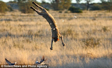 摄影师捕捉到非洲野猫捕食鸽子后空翻绝技