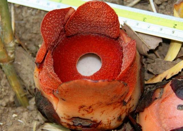 菲律宾岛屿发现新物种大王花直径9.73厘米