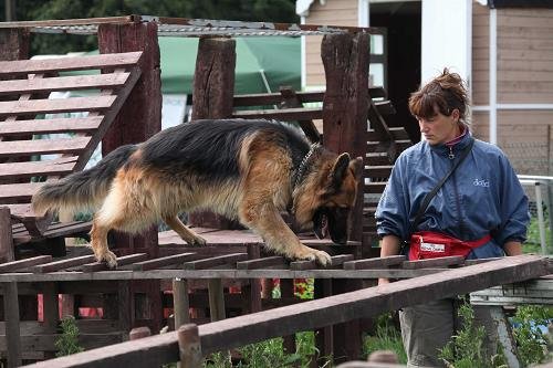 比利时举行世界搜救犬锦标赛 狗狗“走断桥”_科技