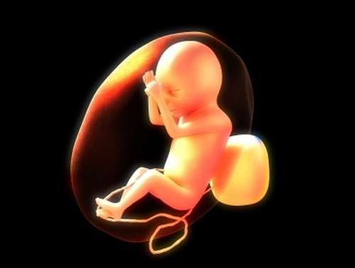 澳科学家发现体外受精新方法 挑出最健康胚胎