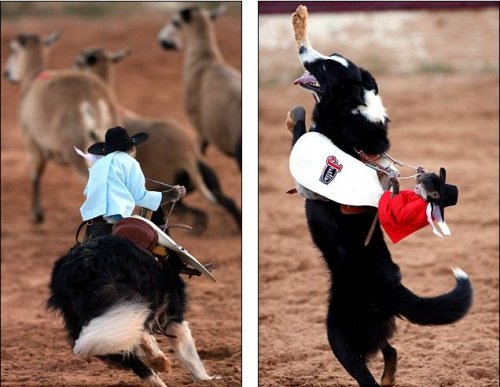 精明小猴驾驭牧羊犬奔跑 动作娴熟帅气(图)