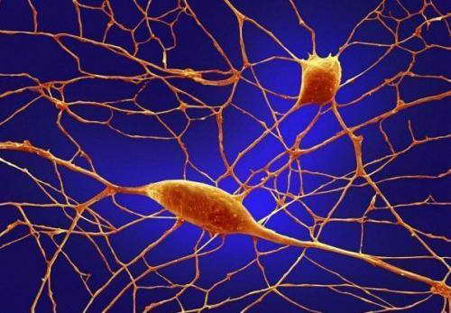 日實現活體動物腦內神經細胞再生