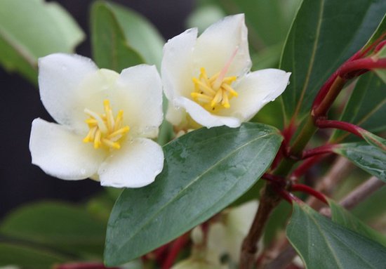 斐济发现开花植物新物种 确切分类尚待确认