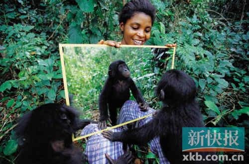 黑猩猩能辨出自己镜像 好奇地打量着自己