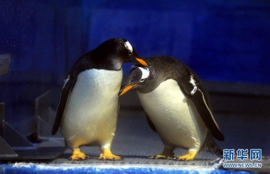 南极企鹅上演“求婚行动” 举止亲密堪比人类_科技