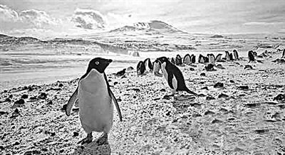 地球故事：气候变暖致南极半岛企鹅接近灭绝