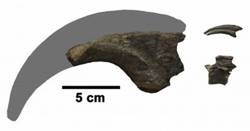 　　澳大利亚发现的兽脚类恐龙化石，左为大型兽脚类的爪，右为小型兽脚类的爪和椎骨