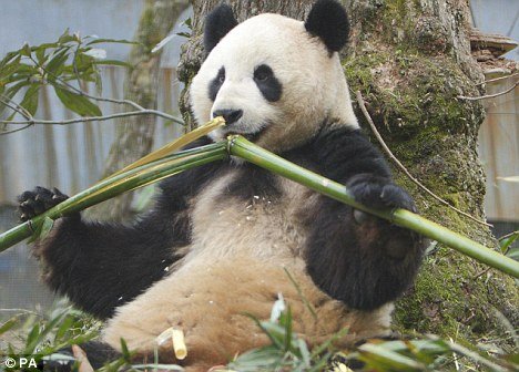 熊猫一天要吃用12公斤重的竹子