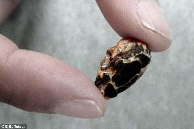 科学家发现1.25亿年前蜥蜴胚胎化石