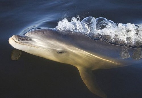 灭绝物种澳洲现身 原始土著最先发现新海豚_科技