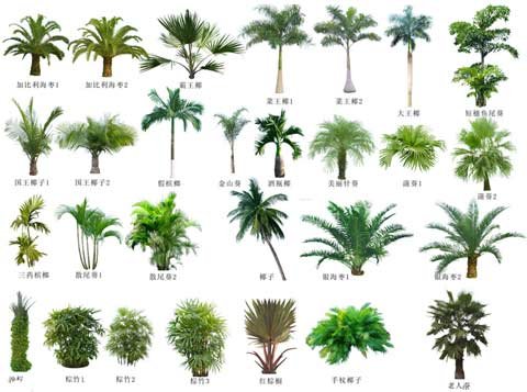 棕榈科植物揭示气候变化对生物多样性的影响