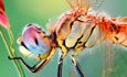 Die ware gesig van insekte Secret