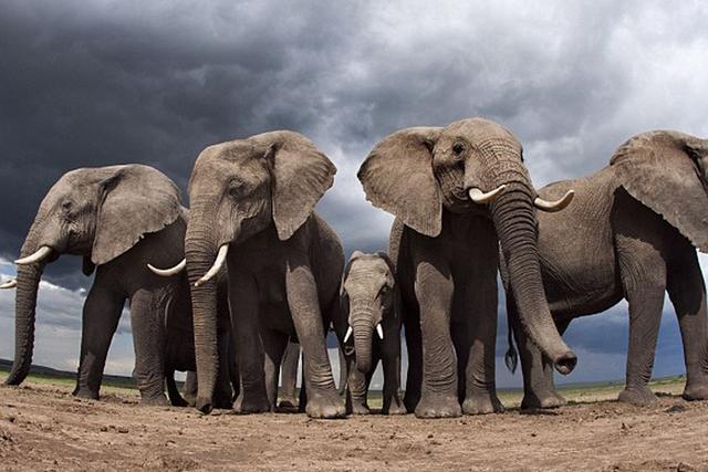 第六次地球生物大灭绝已经正式开始?