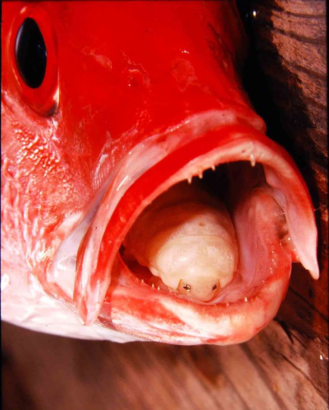 科学家发现奇特寄生虫 吞食鱼舌取而代之