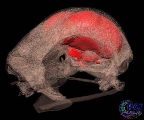 渡鸦（Corvus corax）的脑部3D重建