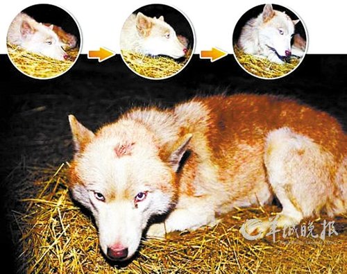 山东枣庄捕获“野狼”鉴定为哈士奇宠物犬
