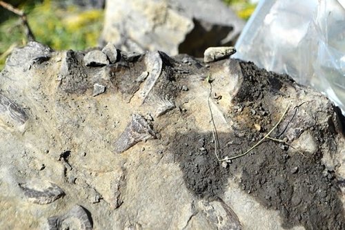 岩石中露出的蛇颈龙椎骨化石
