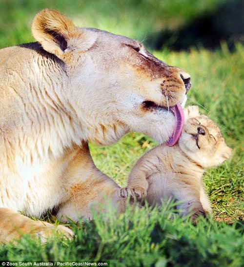 舐犊情深刚出生非洲小狮子成为游客最爱图