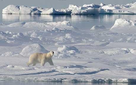 2015年北极冰面或完全消失 北极熊受灭绝威胁_科技