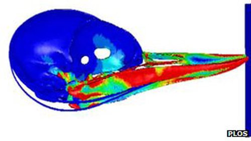 科学家揭秘啄木鸟高速啄食同时如何保护大脑