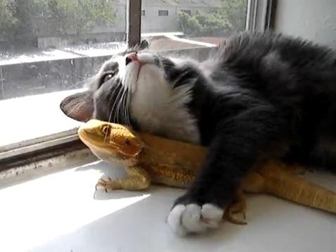 猫咪"木偶"在窗台前，抱着它心爱的同居伙伴"泡芙"