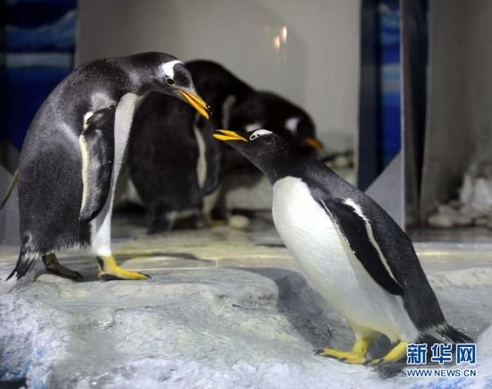 南极企鹅上演“求婚行动” 举止亲密堪比人类