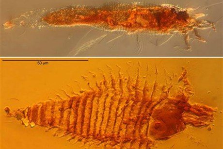 意大利发现2.3亿年历史的古老昆虫琥珀
