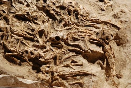 蒙古发现7500万年前巨大恐龙巢 内含15只幼仔